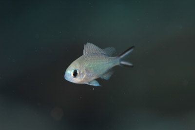 幼魚いろいろ!_b0186442_1126575.jpg