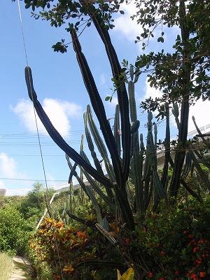 c0180460_10995.jpg