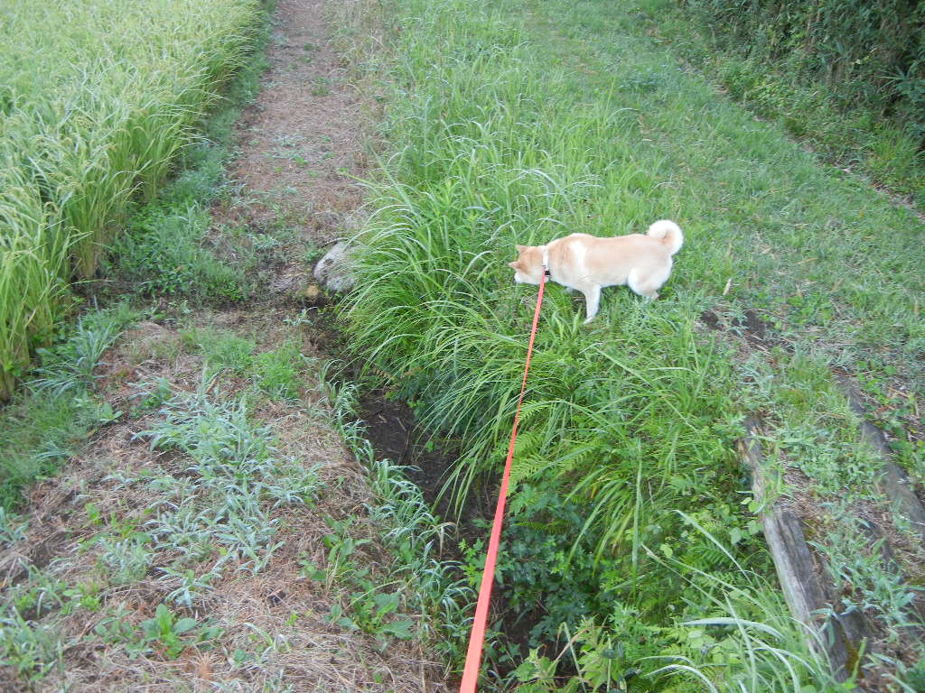 2011年8月26日(金)やっぱりもう秋!_f0060461_11233574.jpg