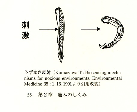 痛み系のルーツ_b0052170_20582561.jpg