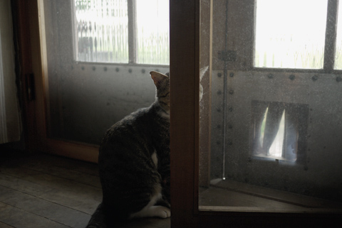 2011.8.26　雨は困るにゃ_e0172372_225724.jpg