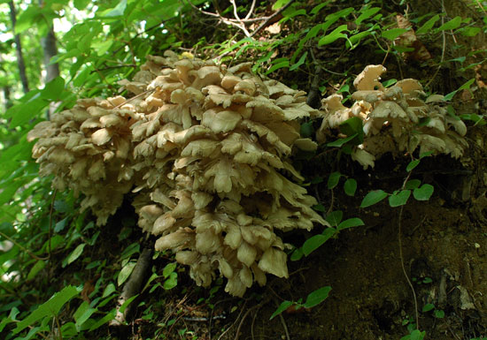 f0212586_1621715.jpg
