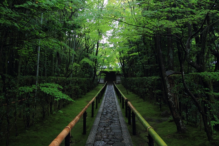 高桐院(大徳寺塔頭)_e0051888_22102377.jpg