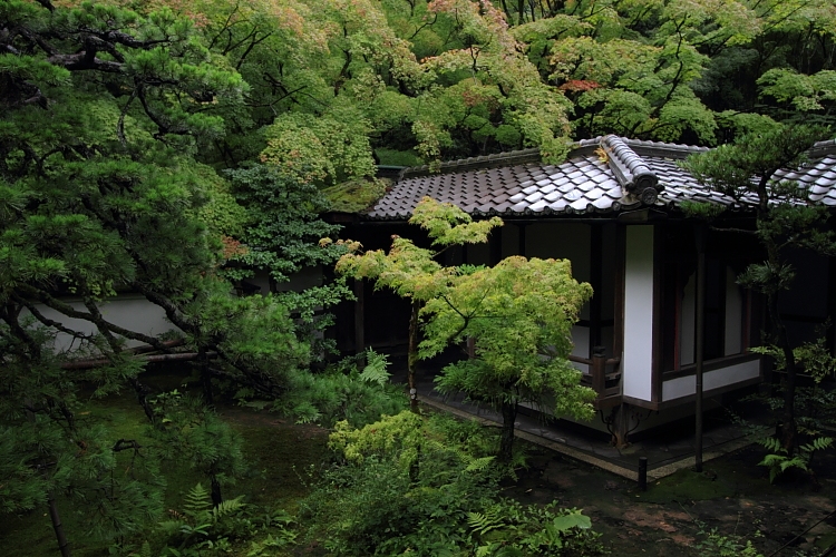 高桐院(大徳寺塔頭)_e0051888_22114815.jpg