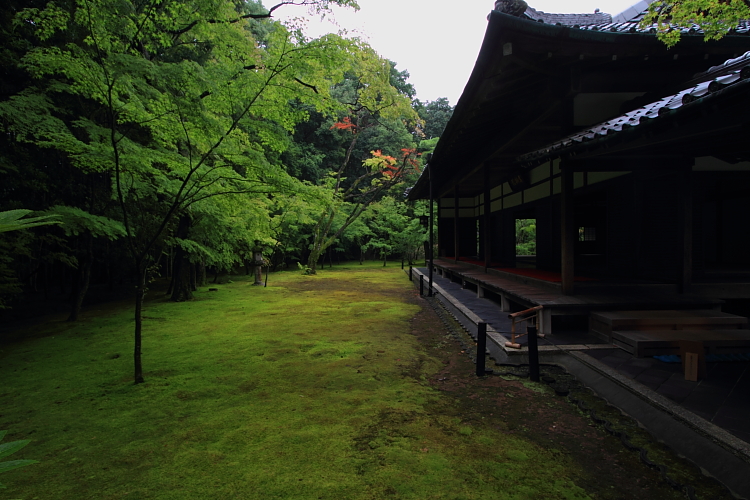 高桐院(大徳寺塔頭)_e0051888_22121132.jpg