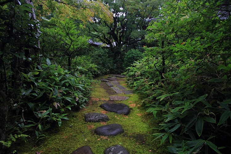 高桐院(大徳寺塔頭)_e0051888_2213129.jpg