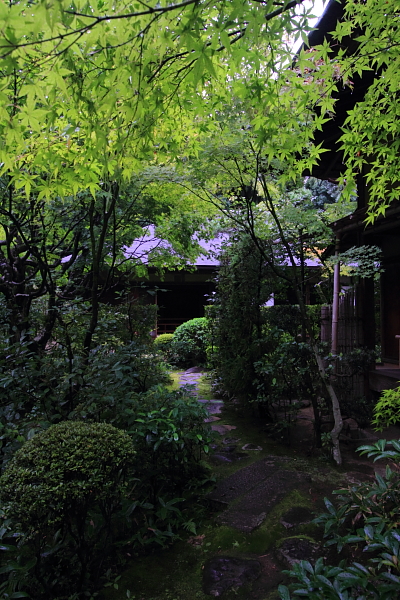 高桐院(大徳寺塔頭)_e0051888_22132859.jpg