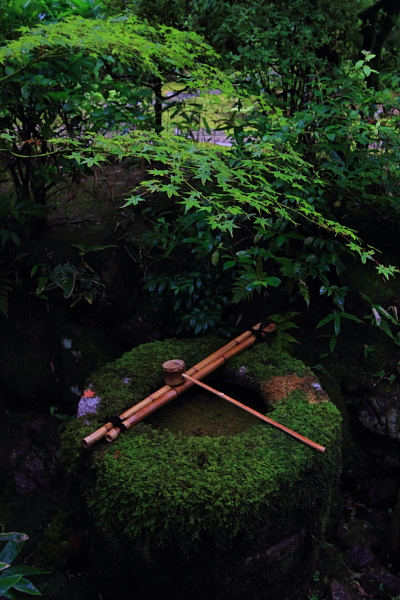 高桐院(大徳寺塔頭)_e0051888_22134248.jpg