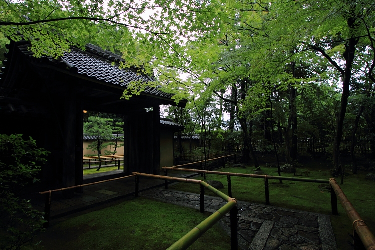 高桐院(大徳寺塔頭)_e0051888_22153775.jpg