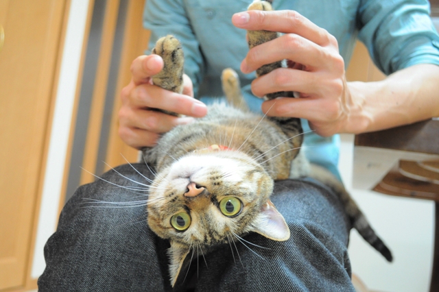プニプニちゃん_a0126590_513356.jpg