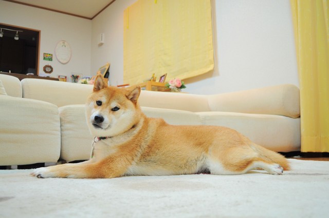 プニプニちゃん_a0126590_55456.jpg