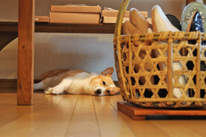 焼き網と節電の夏_e0205196_1435549.gif