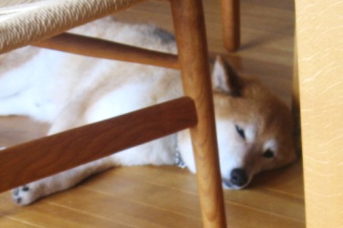 柴犬と雷とお散歩問題 ヒマラヤスギ雑記 柴犬と雷とお散歩問題 ヒマラヤスギ雑記