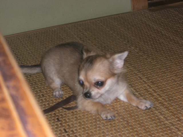 e0196001_20204216.jpg