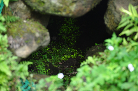 植物園の素晴らしい花達との出逢い～3～_b0228502_23491379.jpg