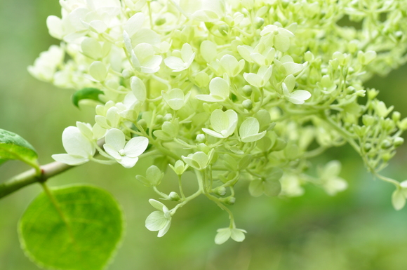 お気に入りの花畑と植物園の素晴らしい花達との出会い～2～_b0228502_2391978.jpg