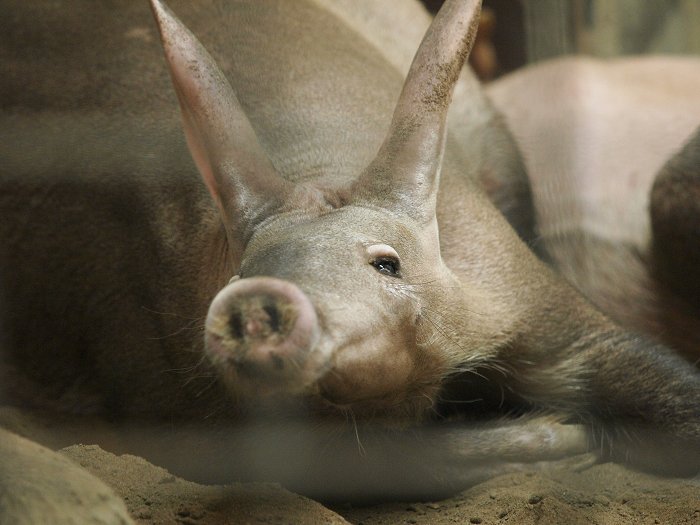 上野のツチブタ、ヨシコとアルディに赤ちゃんが出来ました！！_a0164204_12162158.jpg