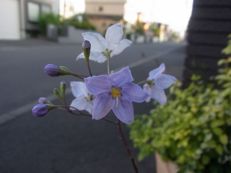 一転して夏が戻ってきました_c0025115_2183484.jpg