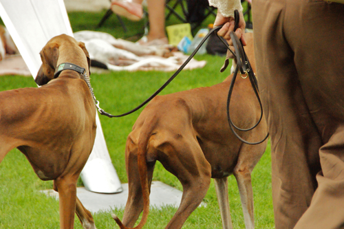 2011 Windhund Festival -アザワクさん、いらっしゃい_c0198524_1771059.jpg