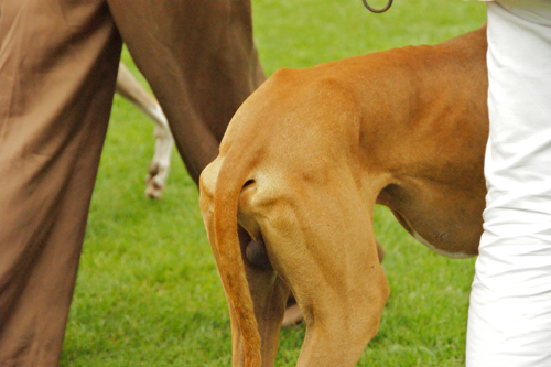 2011 Windhund Festival -アザワクさん、いらっしゃい_c0198524_1774232.jpg