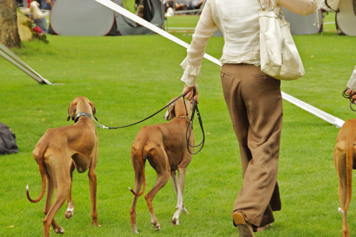 2011 Windhund Festival -アザワクさん、いらっしゃい_c0198524_1775388.jpg