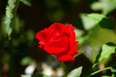 f0170524_1124676.jpg