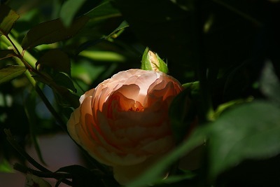 f0170524_11255057.jpg