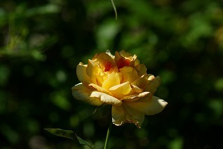 f0170524_11264672.jpg