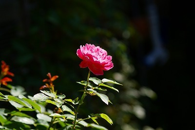 f0170524_1126675.jpg