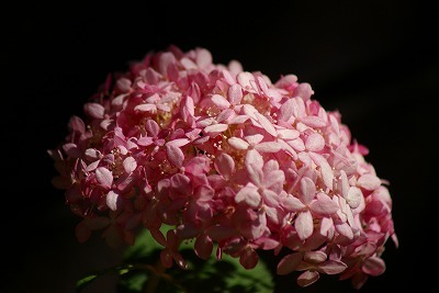 f0170524_1131553.jpg