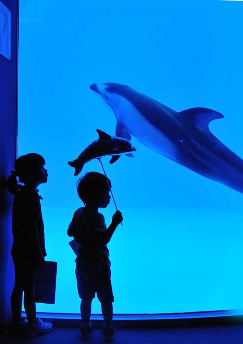 いわしのトルネード(名古屋港水族館)_f0060531_1823794.jpg