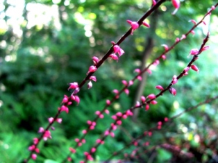 c0204740_20164865.jpg