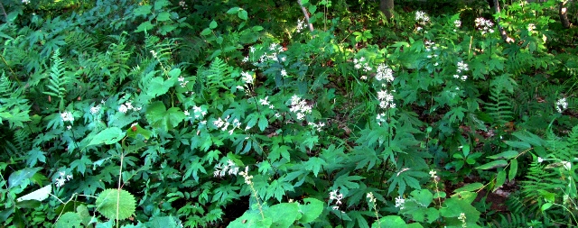 c0204740_20191145.jpg