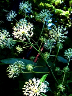 c0204740_20202037.jpg