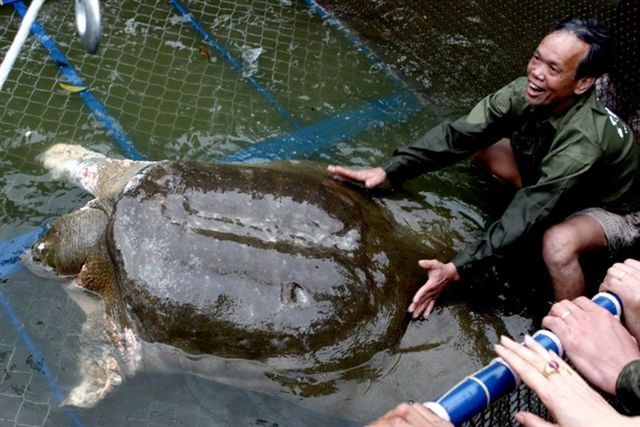 ベトナムで巨大スッポンが捕獲された すっぽん釣りの御紹介