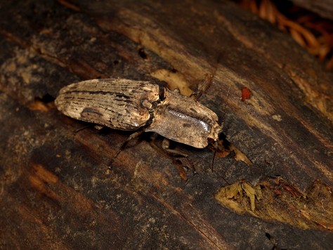 米搗最大級】Oxynopterus sp.コメツキムシ 69mm ハムシ昆虫標 米搗最大