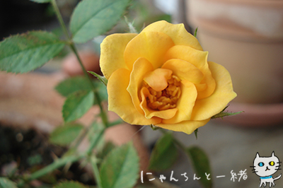 夏の大切なモノと一年中大切なもの_e0031853_13444945.jpg