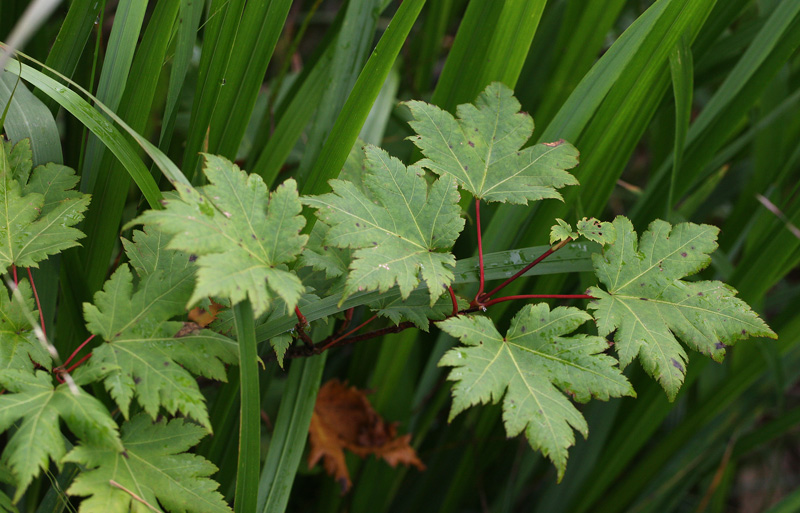 ミネカエデ Acer tschonoskii_f0165160_9263250.jpg