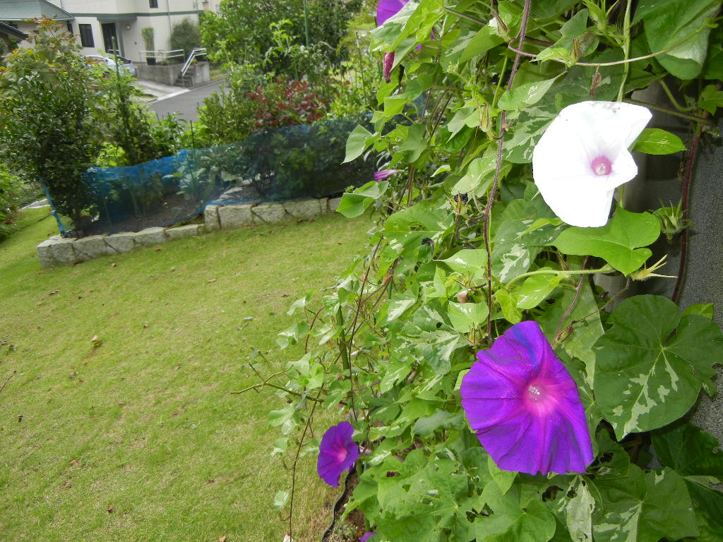 2011年8月27日(土)今日も涼しい~!_f0060461_10155037.jpg