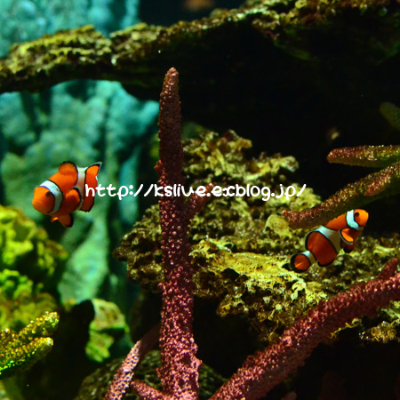 ＊名古屋港水族館＊　〜ニモの巻〜_a0220782_18385863.jpg