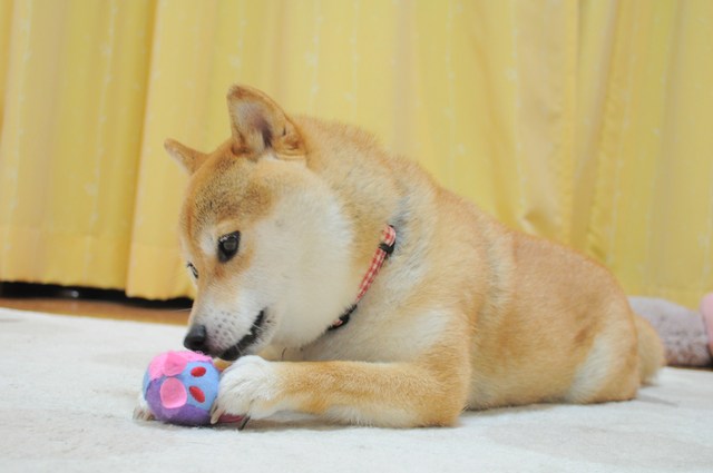 つーちゃんには渡さない!_a0126590_7354919.jpg