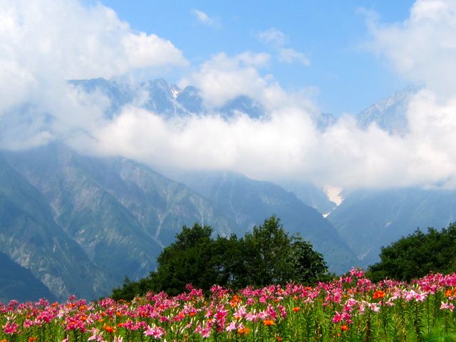 白馬岩岳ゆり園 Rei Onni Photograph 白馬岩岳ゆり園 Rei Onni Photograph