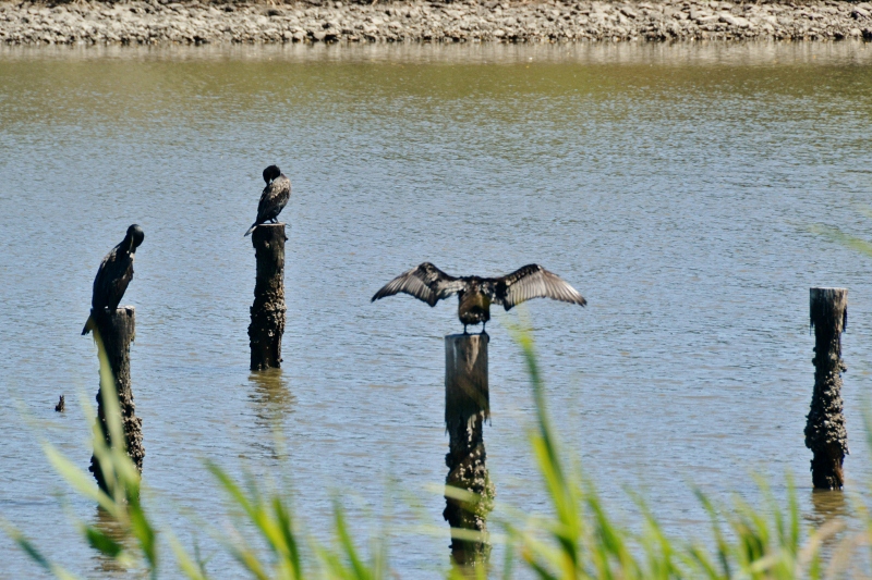 東京港野鳥公園へ・・・・・ご案内●～*_a0053796_8124654.jpg