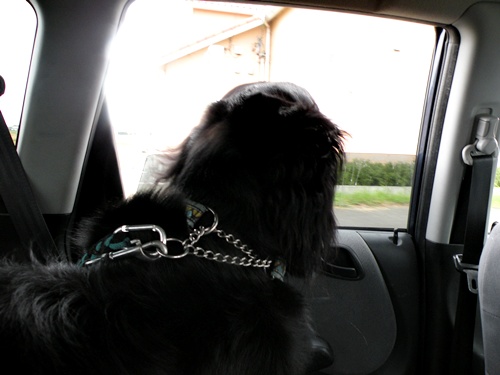 にぎやか夏の終わり Ⅱ　_f0176499_701357.jpg