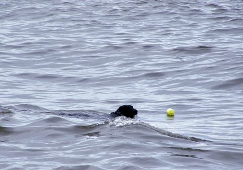 にぎやか夏の終わり Ⅱ　_f0176499_7121821.jpg