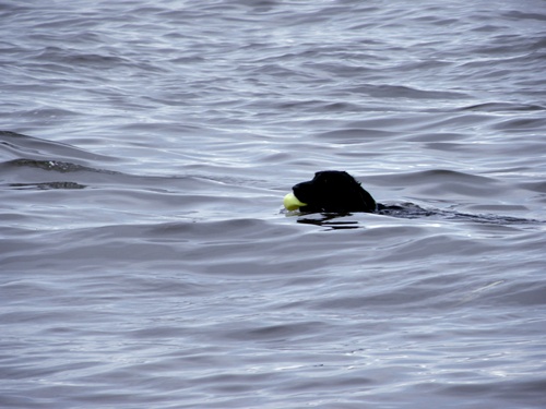 にぎやか夏の終わり Ⅱ　_f0176499_7123267.jpg