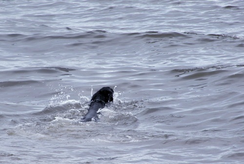 にぎやか夏の終わり Ⅱ　_f0176499_712860.jpg