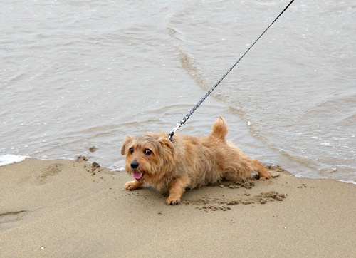 にぎやか夏の終わり Ⅱ　_f0176499_715923.jpg