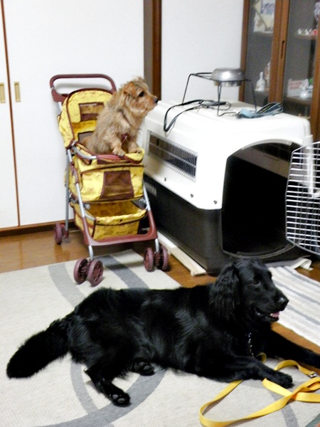 にぎやか　夏の終わり Ⅲ_f0176499_871972.jpg