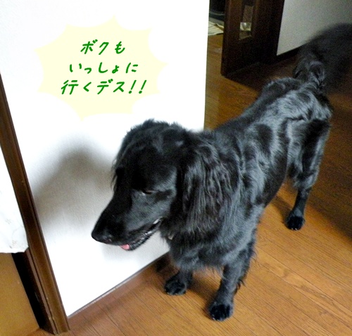 にぎやか　夏の終わり Ⅲ_f0176499_881970.jpg